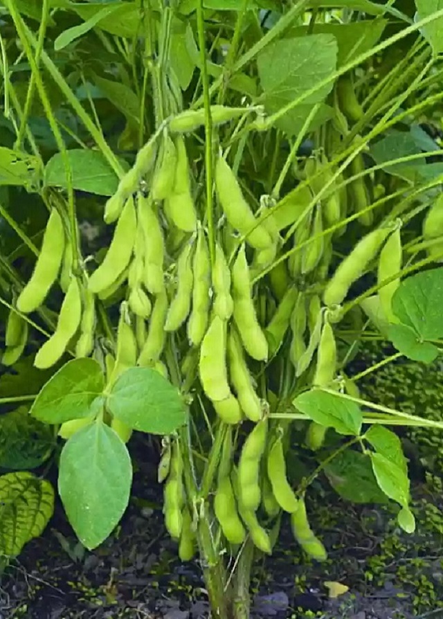 soyabean