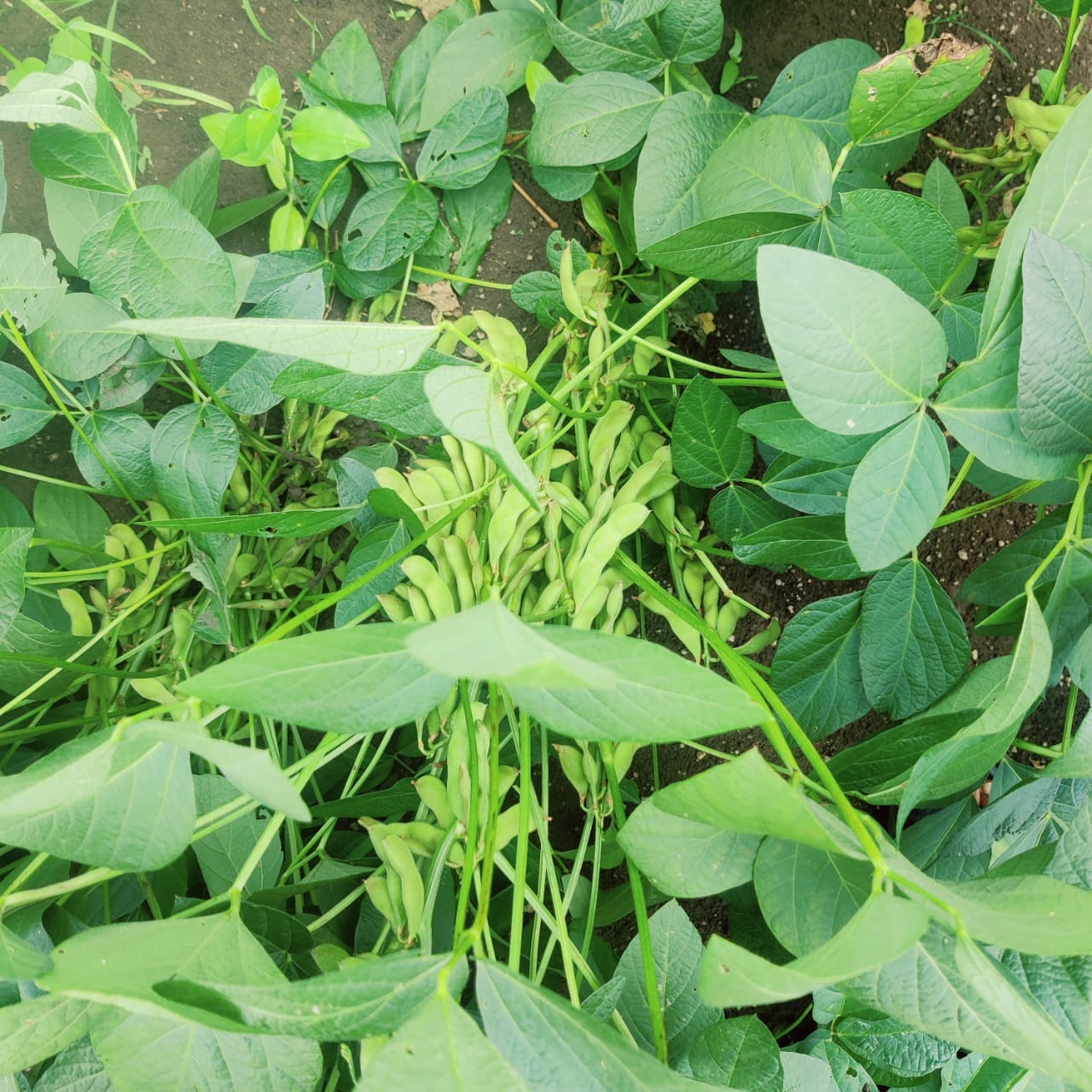 soyabean-seeds